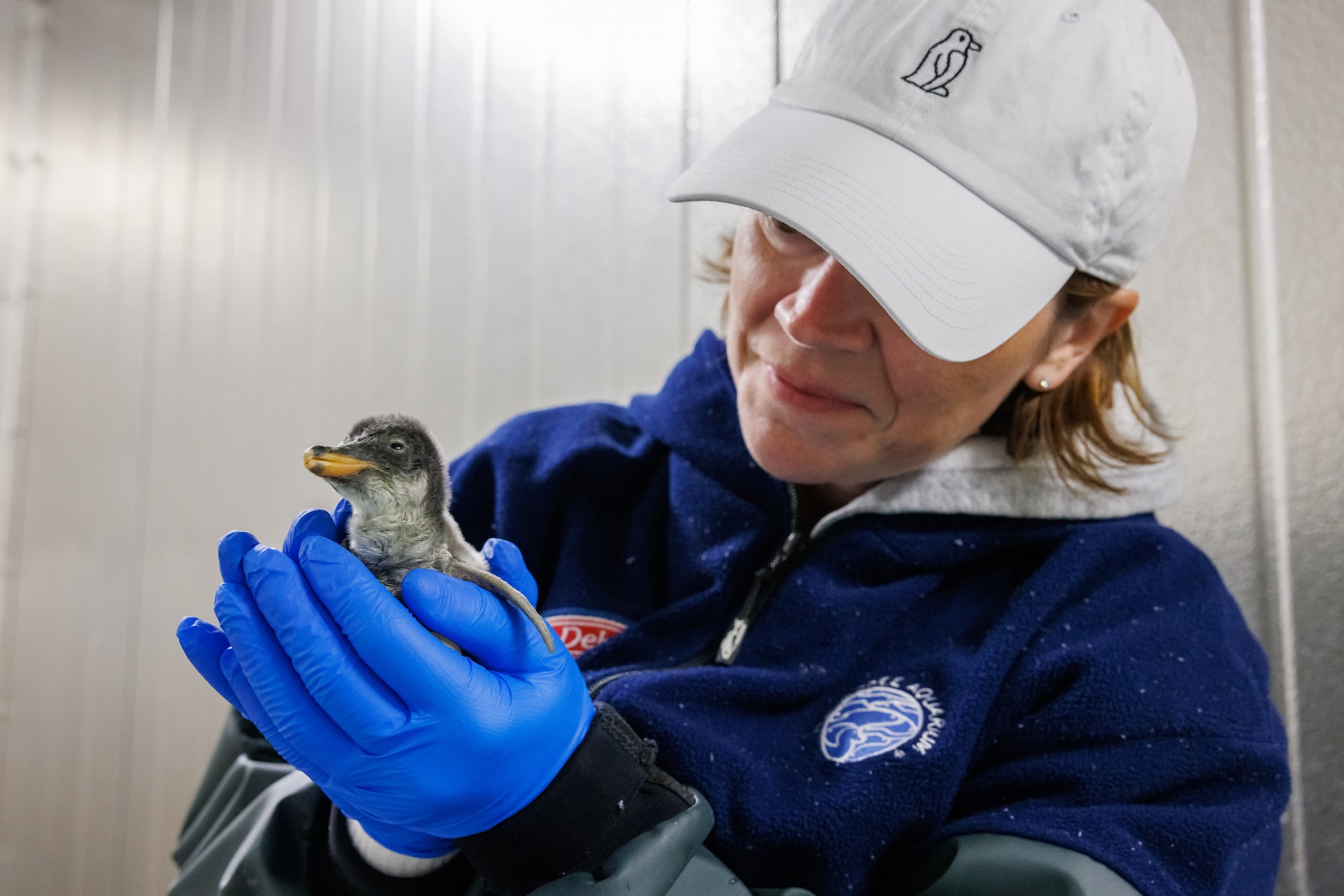 Loribeth Lee And Penguin Chick
